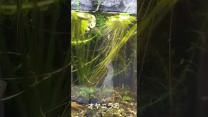 plants
