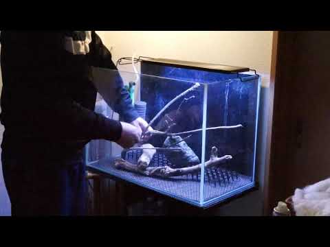 0円アクアリウム　初心者が、やらかす失敗観察　パート①