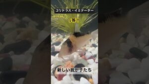 22-shortvideo-shorts-