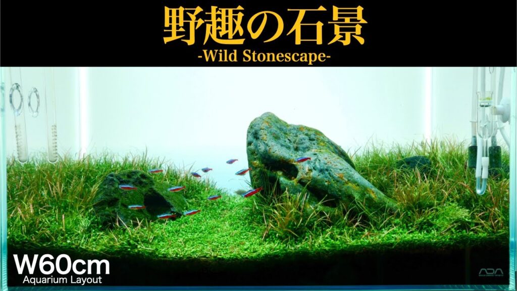 60cm-aquarium-ada