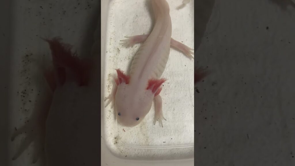 axolotl-shorts-