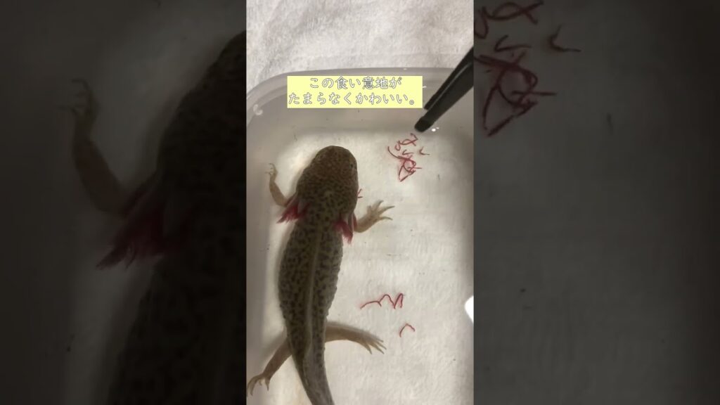 axolotl-shorts-1-1