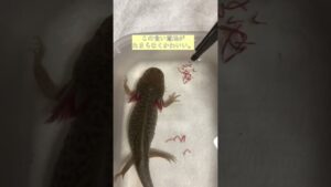 axolotl-shorts-1-1