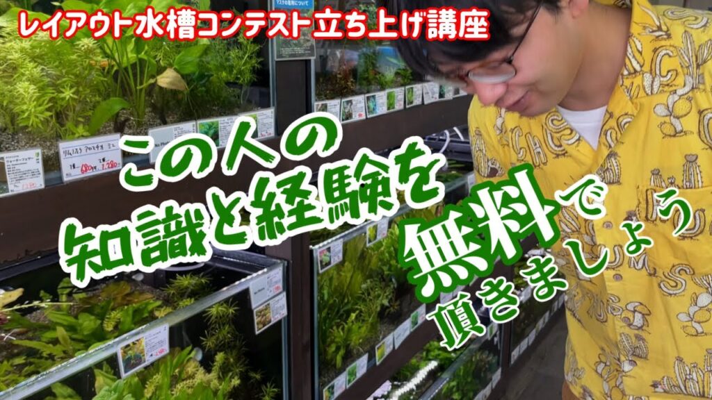 プロノスティコ