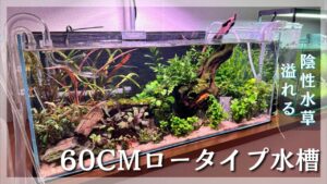 ADA60cm