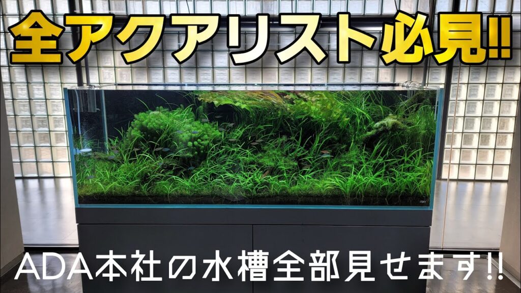 ADAaquarium