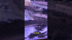 aquarium-