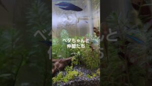 aquarium-1