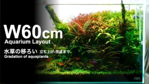 aquarium-ada