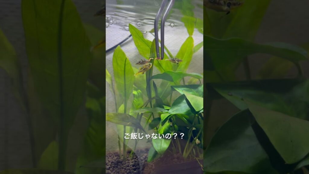 aquarium-fish-youtubeshorts-