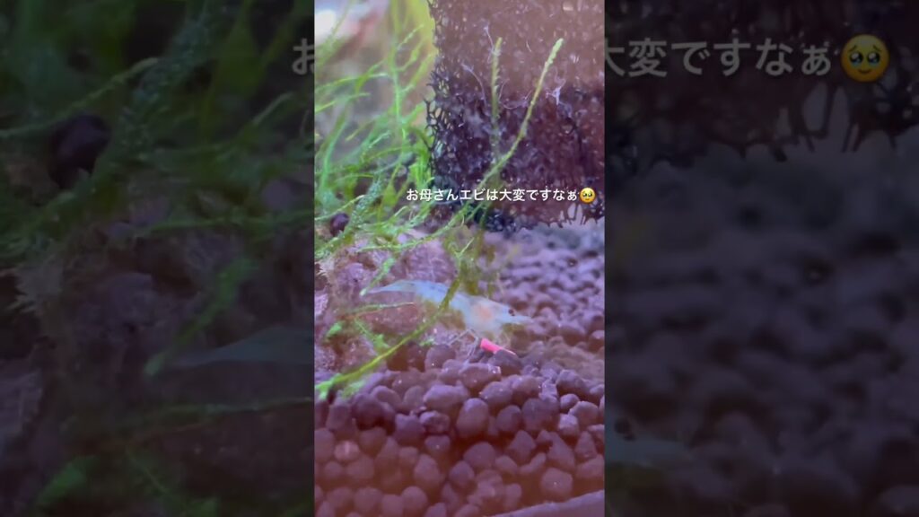 aquarium-shrimp-youtubeshorts-