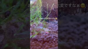 aquarium-shrimp-youtubeshorts-