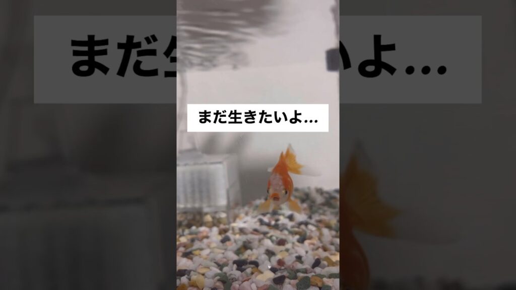goldfish-