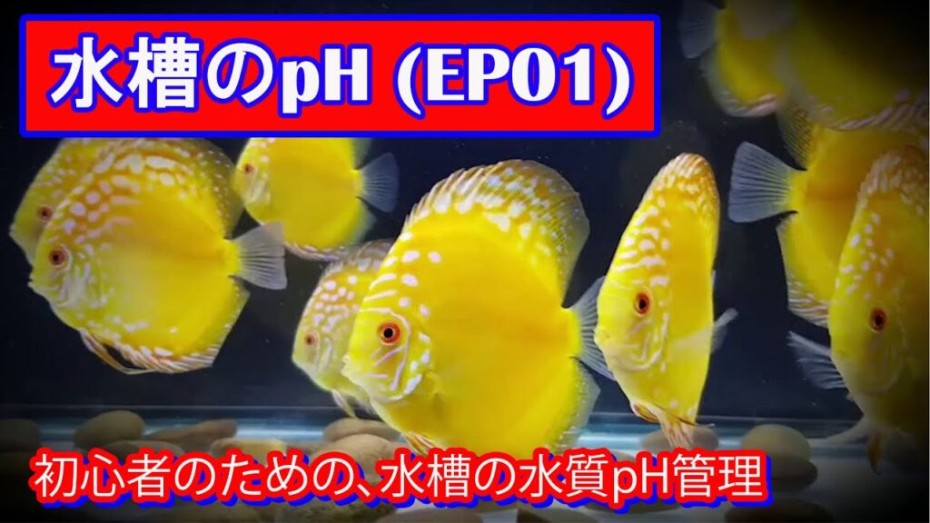 pH-EP01-pH-pH-pH