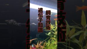 shorts-aquarium-