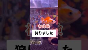 shorts-goldfish-1-1