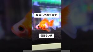 shorts-goldfish-1-3