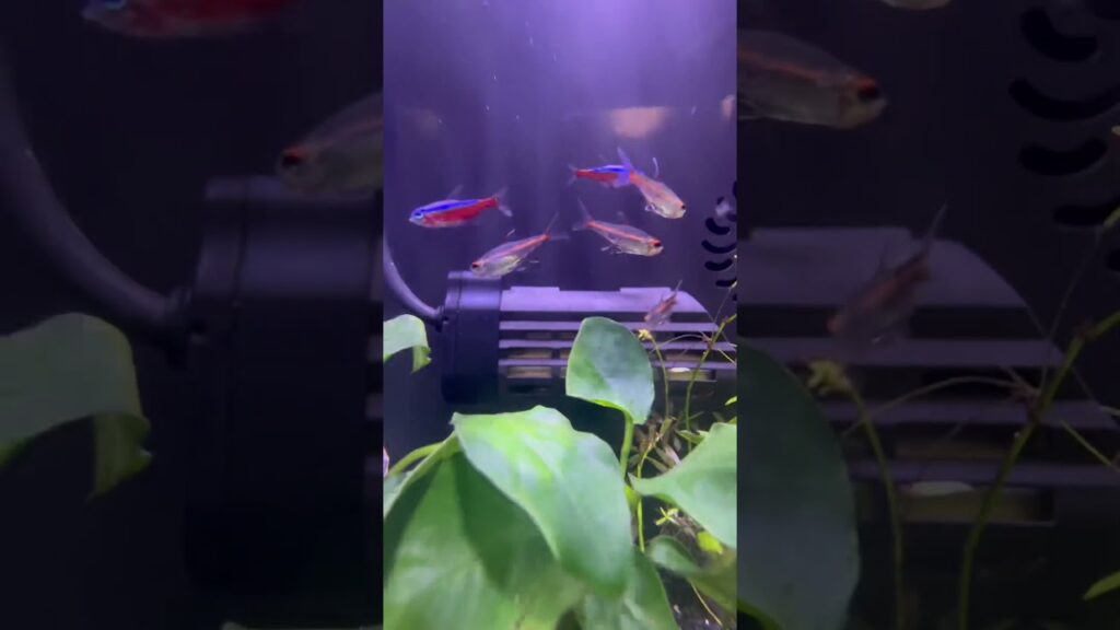tropicalfishpetshobbyaquarium