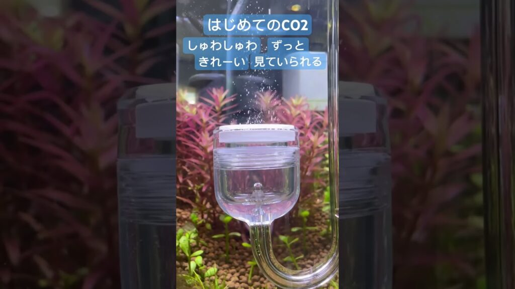 CO2-aquarium-youtube-co2