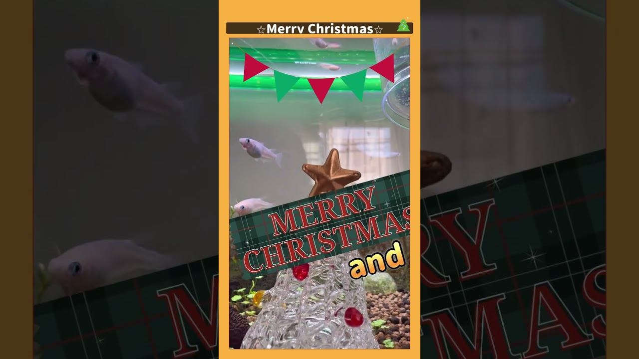 ⭐︎Merry Xmas⭐︎merrychristmas クリスマス アクアリウム aquarium めだか アクアリウム初心者