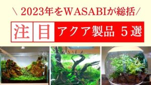 OK-WASABI-ADAOASEGEXDOOA