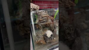 WOW-Sand-waterfall-in-aquarium-part-2-fish-aquarium-fishfood-youtubeshorts-shorts-viral