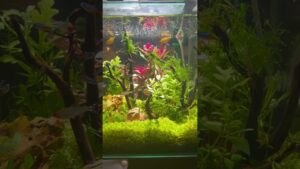 aquarium-1-1