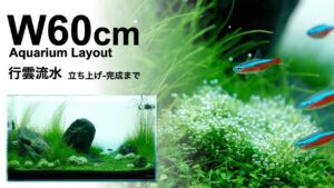 aquarium-ada
