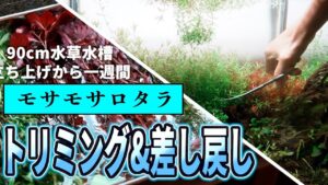 aquarium-aquarium-