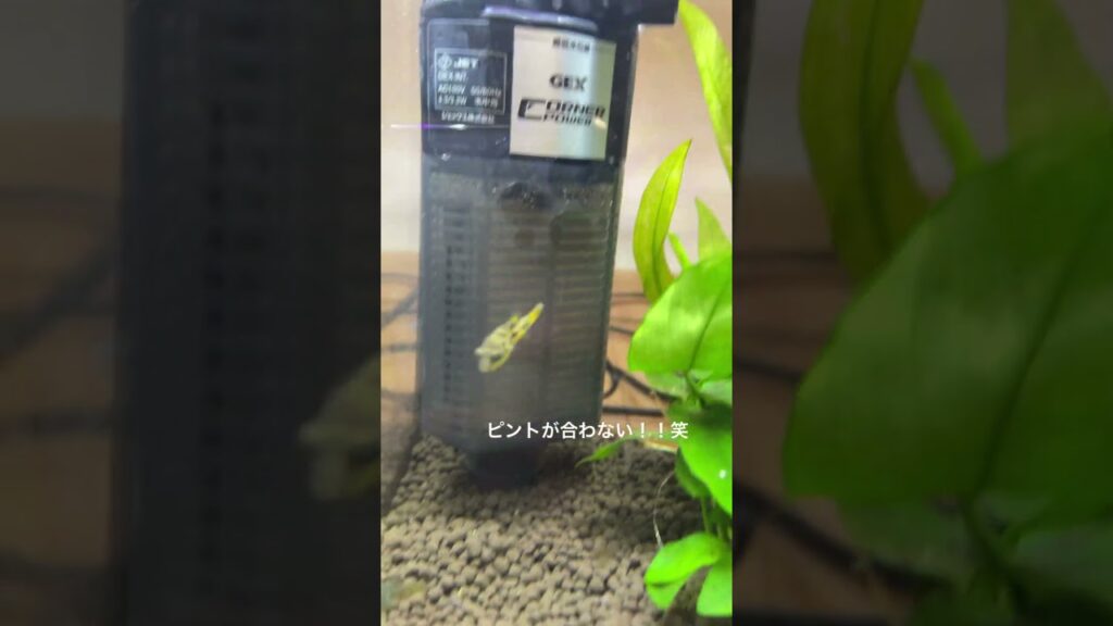 aquarium-fish-youtubeshorts-