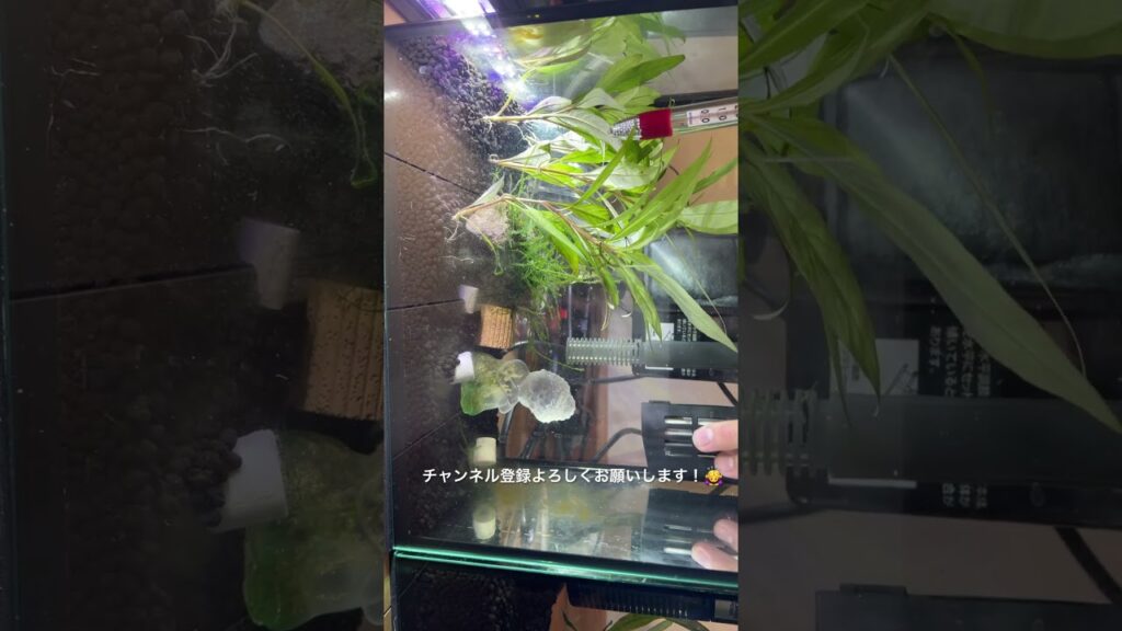 aquarium-fish-youtubeshorts-1-1