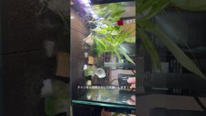 aquarium-fish-youtubeshorts-1-1