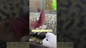 axolotl-shorts-