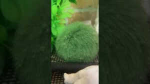 axolotl-shorts-1-1