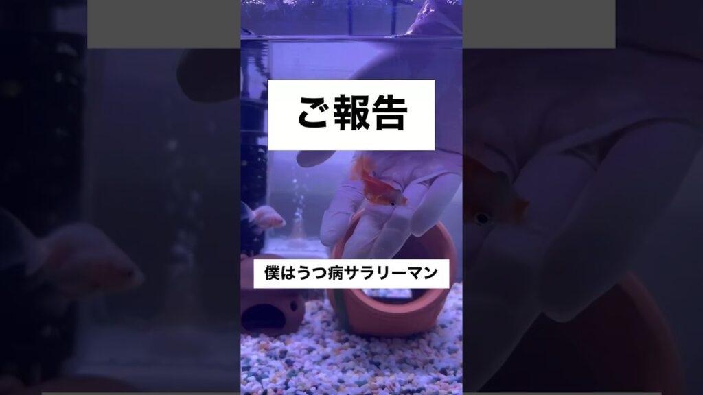 goldfish-shorts