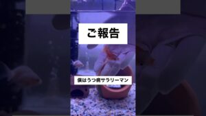 goldfish-shorts