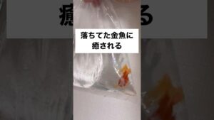 shorts-goldfish-