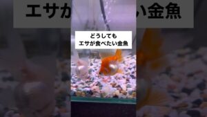 shorts-goldfish-1-1