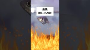 shorts-goldfish-1-2