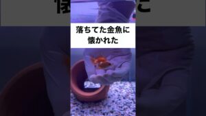 shorts-goldfish-1-3