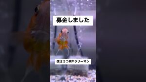 shorts-goldfish-1