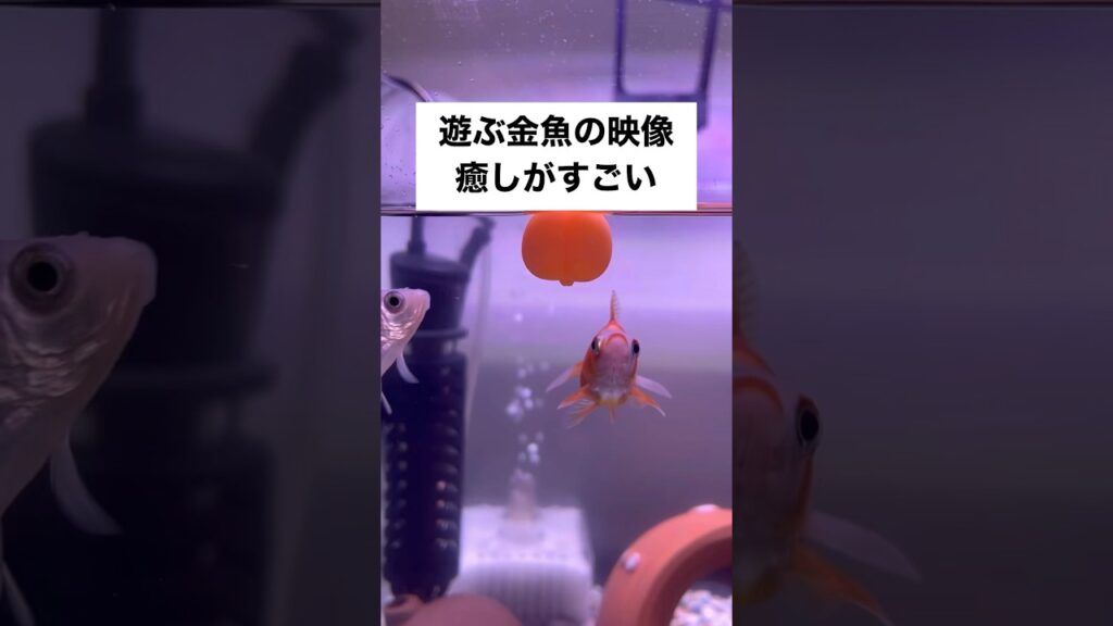 shorts-goldfish-2