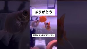 shorts-goldfish-3