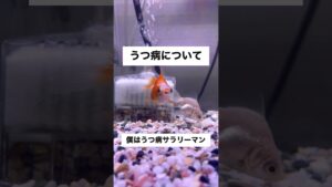 shorts-goldfish