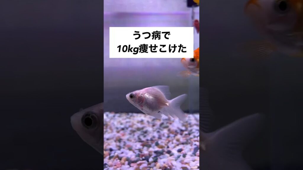 10kg-shorts-goldfish-