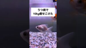 10kg-shorts-goldfish-