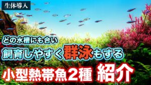 290cmaquarium-aquarium-