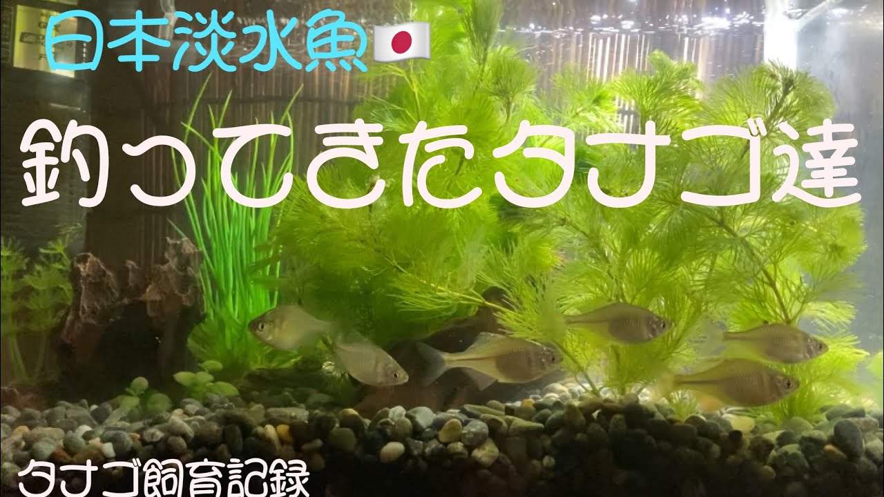 【日本淡水魚】日淡!タナゴ水槽の水換えとレイアウト後のタナゴ鑑賞‼️約3週間! – AQUAlife