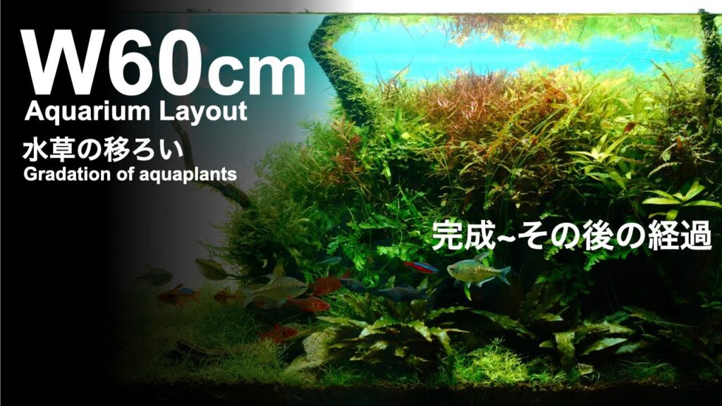 aquarium-ada