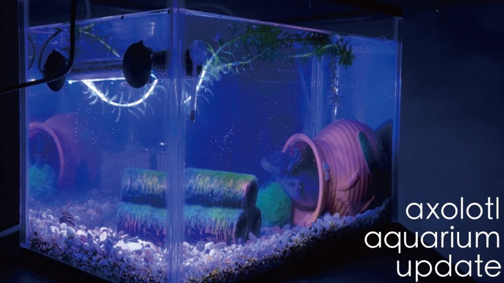 axolotl-aquarium-update